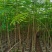 出售布袋凤凰木1.5一2米高,需要的老板联系