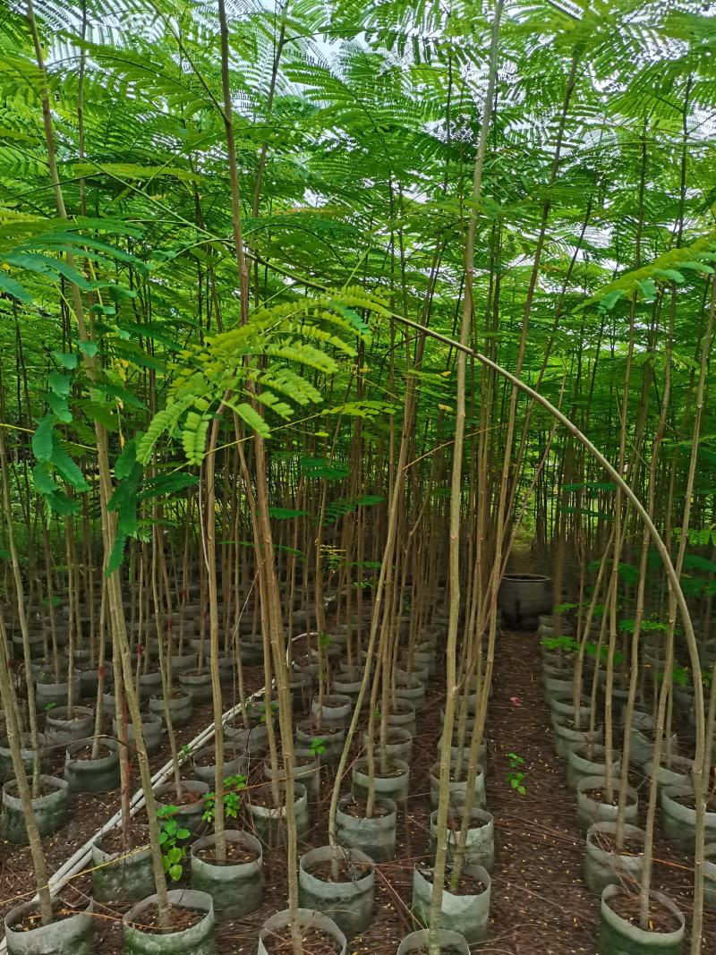 出售布袋凤凰木1.5一2米高，需要的老板联系