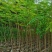 出售布袋凤凰木1.5一2米高,需要的老板联系