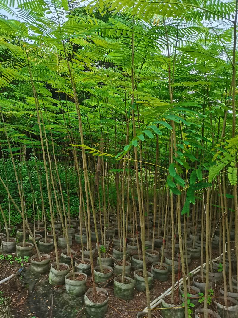 出售布袋凤凰木1.5一2米高，需要的老板联系