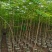 出售布袋凤凰木1.5一2米高,需要的老板联系