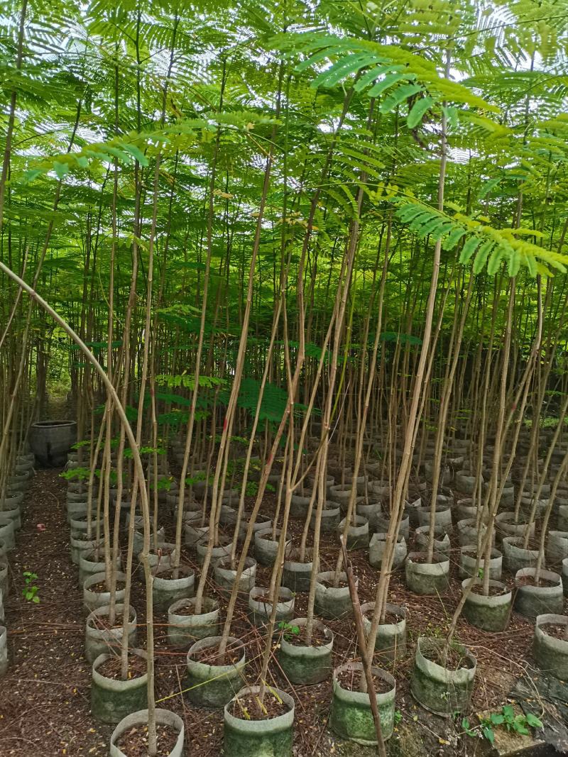 出售布袋凤凰木1.5一2米高，需要的老板联系