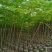 出售布袋凤凰木1.5一2米高,需要的老板联系
