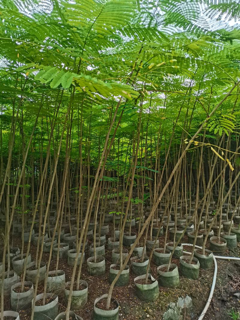 出售布袋凤凰木1.5一2米高，需要的老板联系