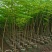 出售布袋凤凰木1.5一2米高,需要的老板联系