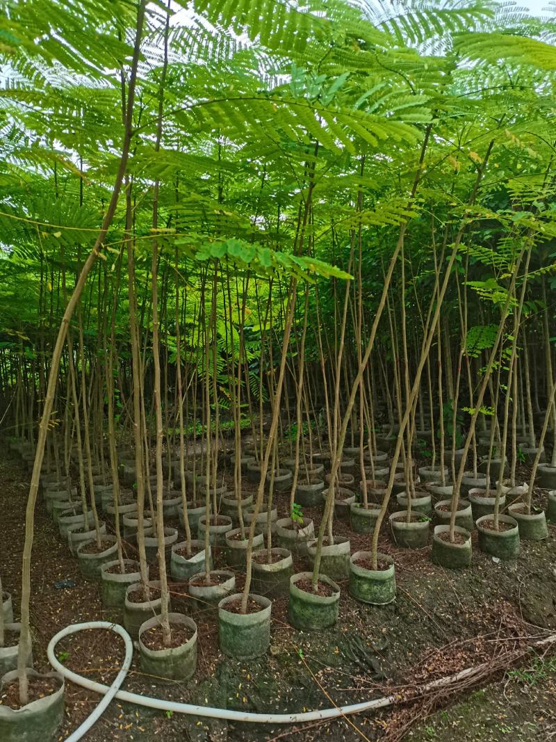 出售布袋凤凰木1.5一2米高，需要的老板联系