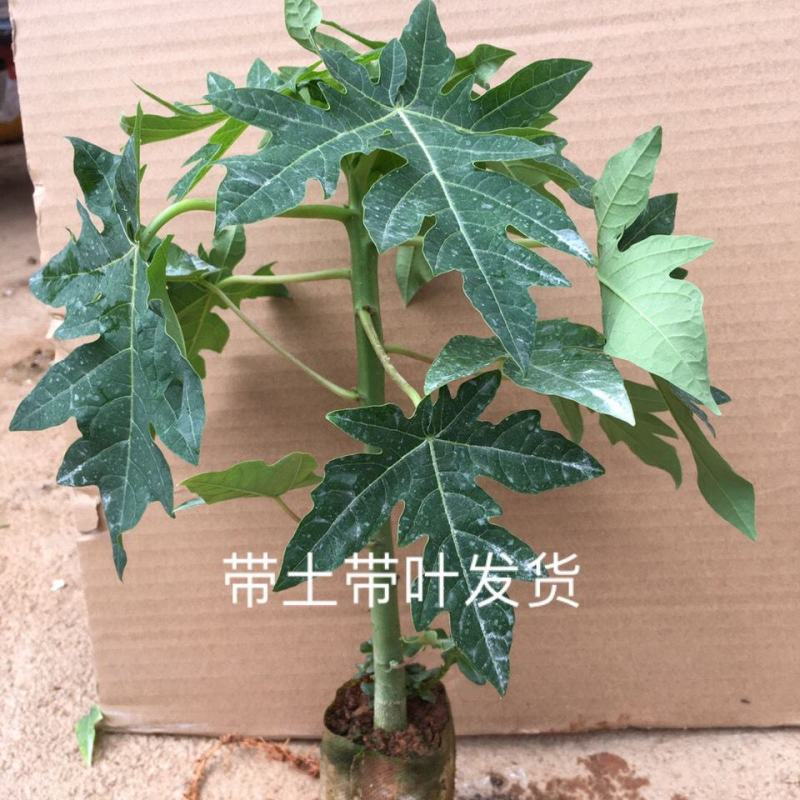 新品种巴西紫玲木瓜矮化苗种植5～6个月结果紫色木瓜培育苗