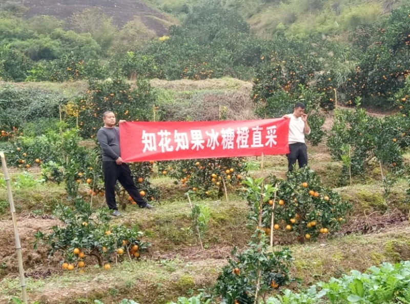 黔阳冰糖橙，冰糖橙的原产地，中国地理商标。1111111