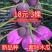 新品种巴西紫玲木瓜矮化苗种植5～6个月结果紫色木瓜培育苗