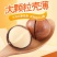 2023年厂家直销新货夏威夷果皮薄肉厚厂家直销，