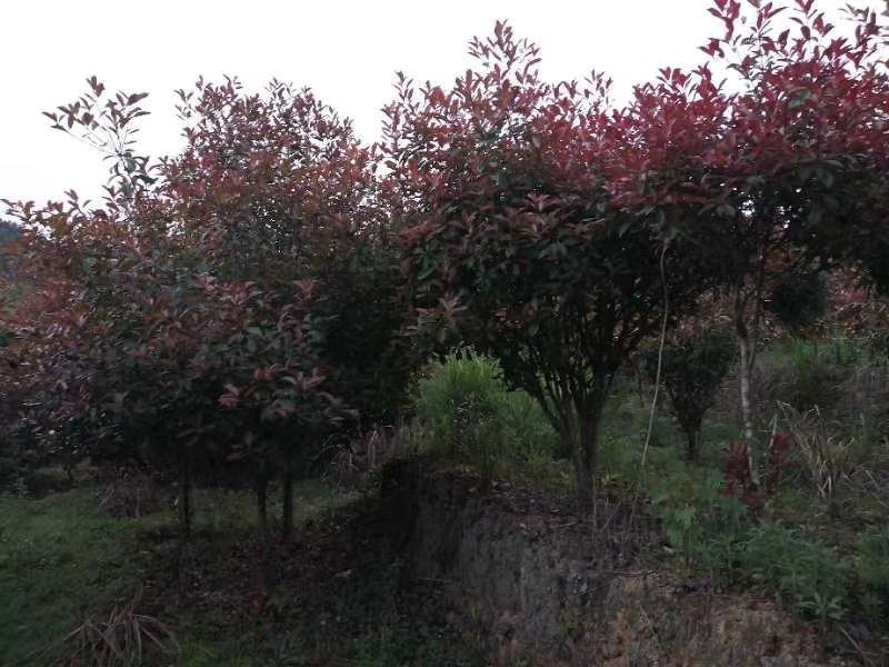 出售5-8公分红叶石楠欢迎老板来电