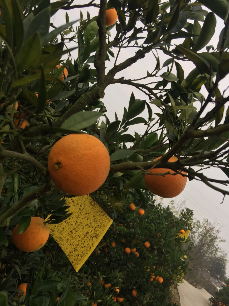 脐橙