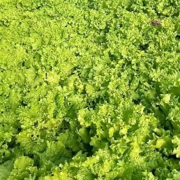 生菜单棵重7两以上