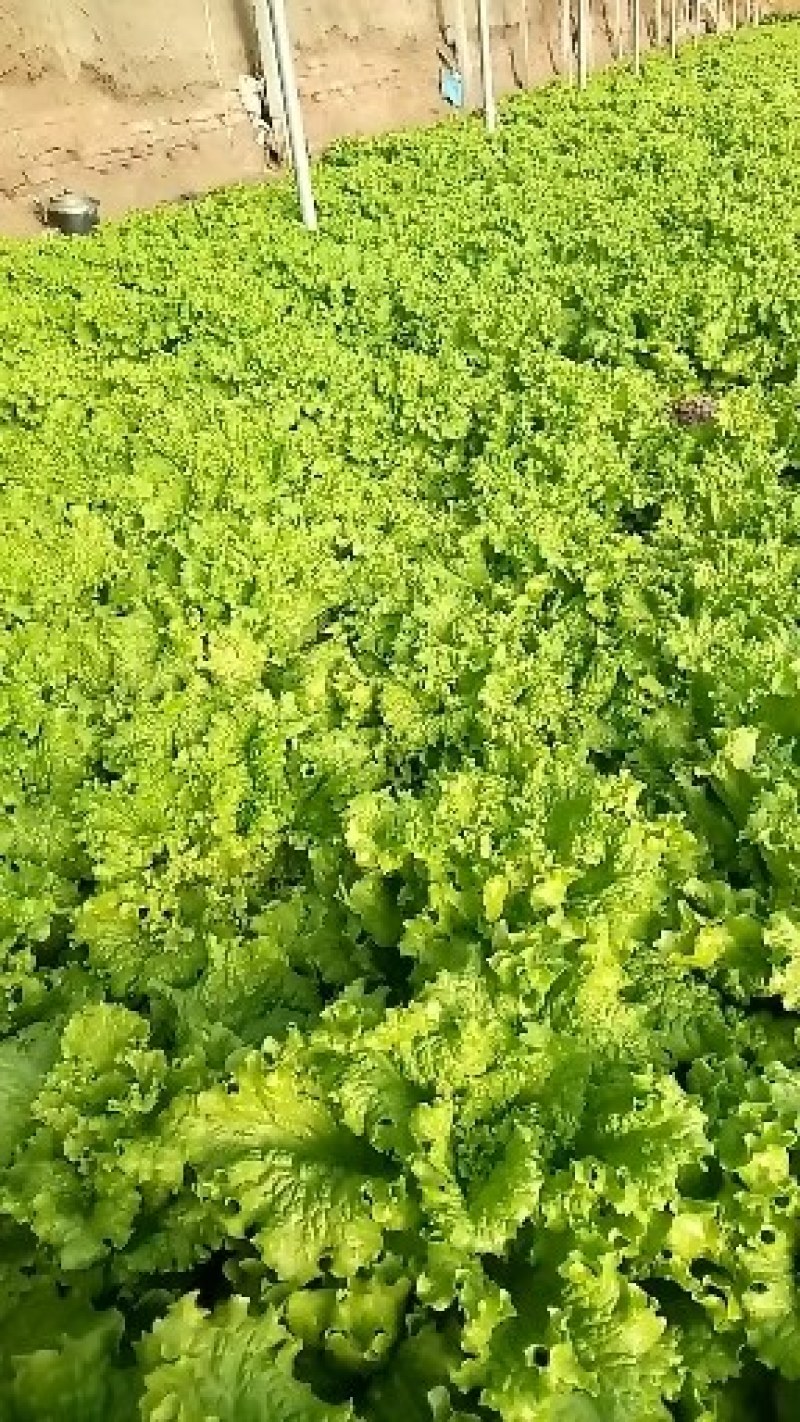 生菜单棵重7两以上