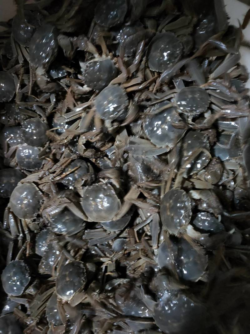精品蟹塘、常年批发要货联系我提前订货量多的提前给我说