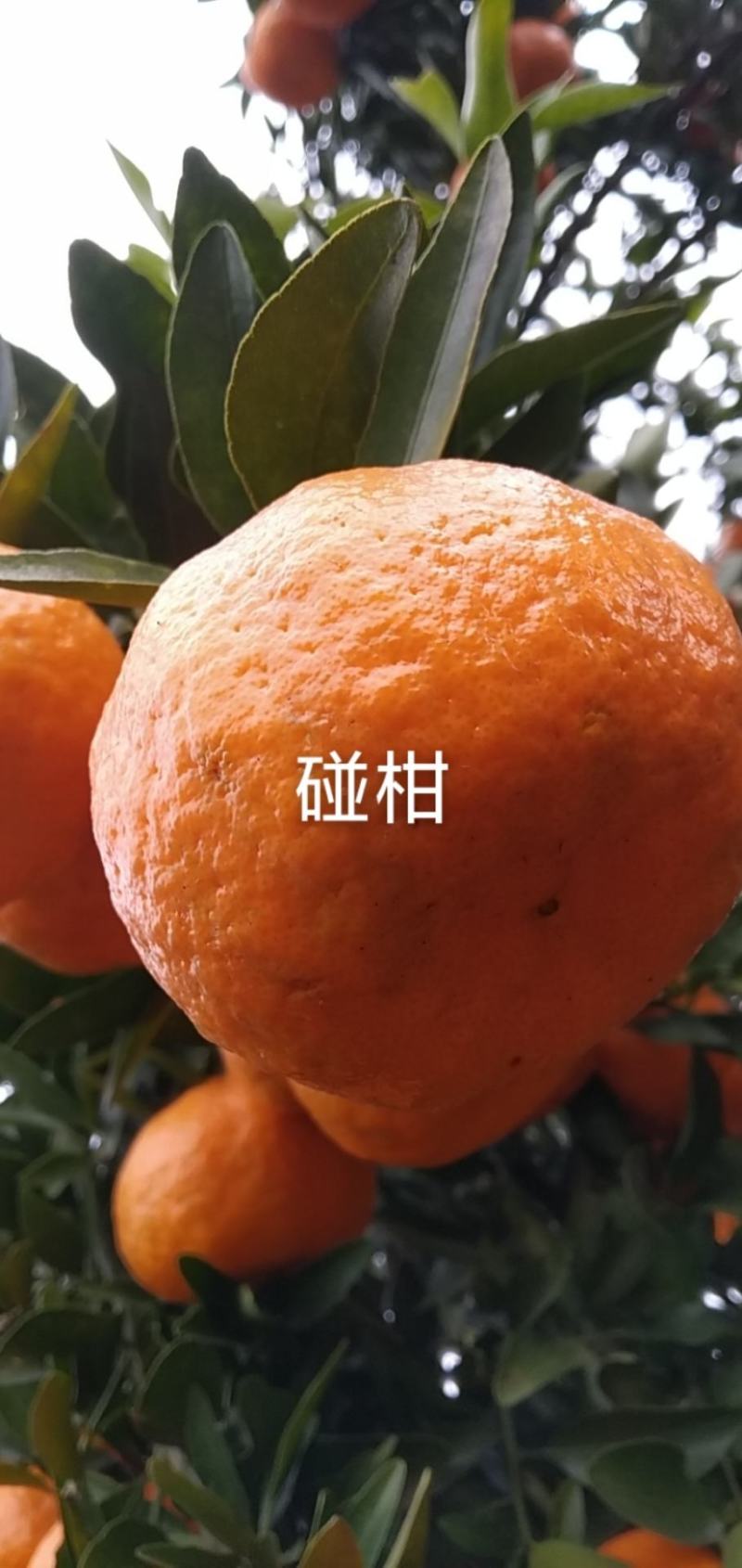 乒陵台湾碰柑皮薄肉厚脆嫩汁多味甜个大色靓