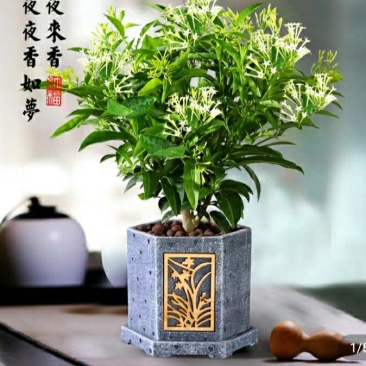 夜来香花树苗四季开驱蚊盆栽植物阳台庭院花卉室外绿植当年开
