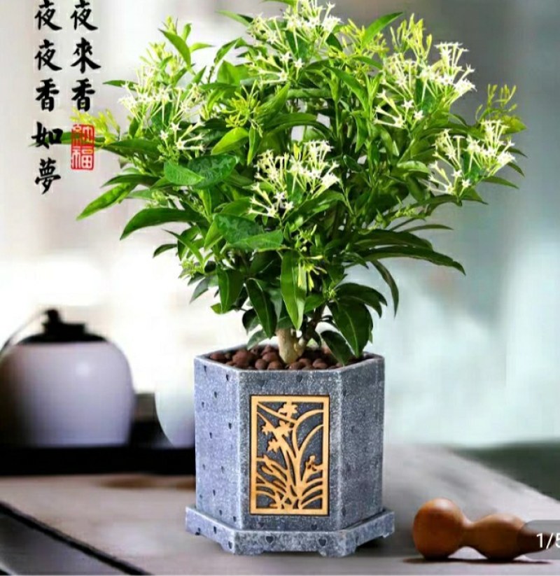 夜来香花树苗四季开驱蚊盆栽植物阳台庭院花卉室外绿植当年开