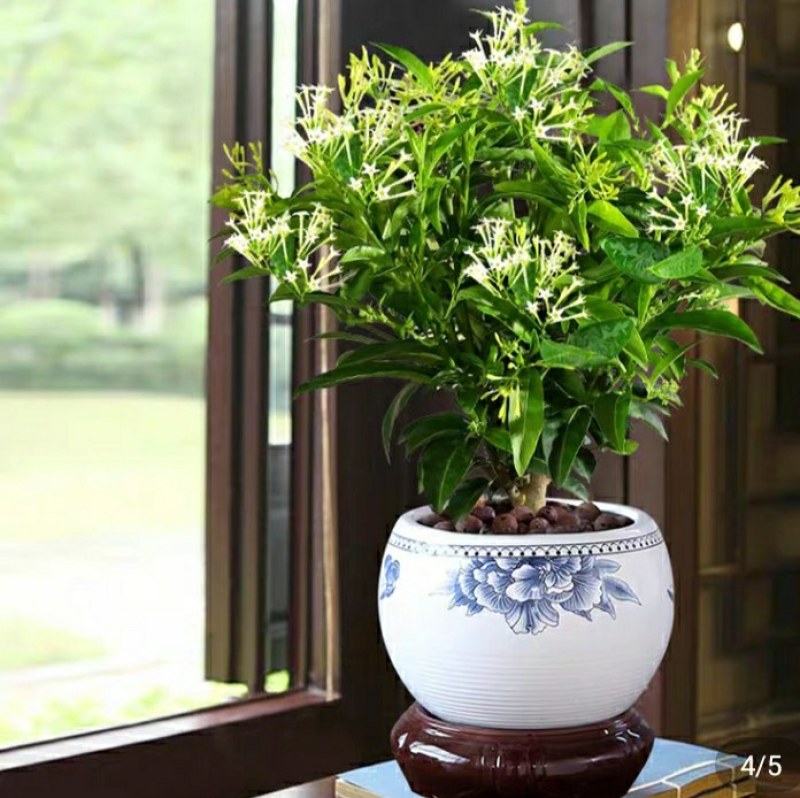 夜来香花树苗四季开驱蚊盆栽植物阳台庭院花卉室外绿植当年开
