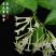 夜来香花树苗四季开驱蚊盆栽植物阳台庭院花卉室外绿植当年开