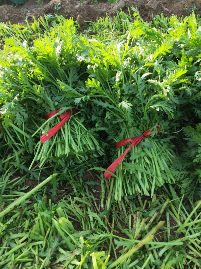 大量供应茼蒿货源充足