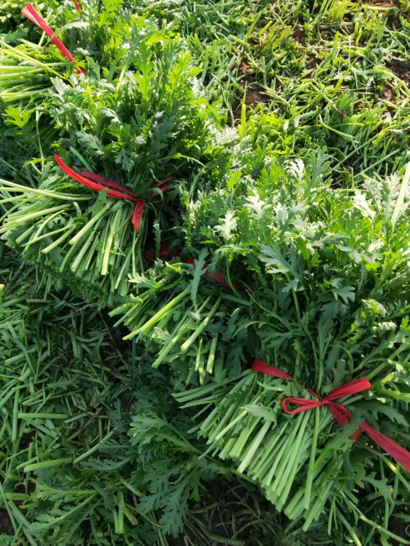 大量供应茼蒿货源充足