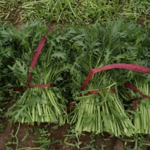 大量供应茼蒿货源充足
