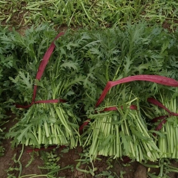 大量供应茼蒿货源充足