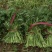 大量供应茼蒿货源充足