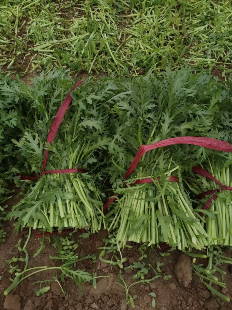 大量供应茼蒿货源充足