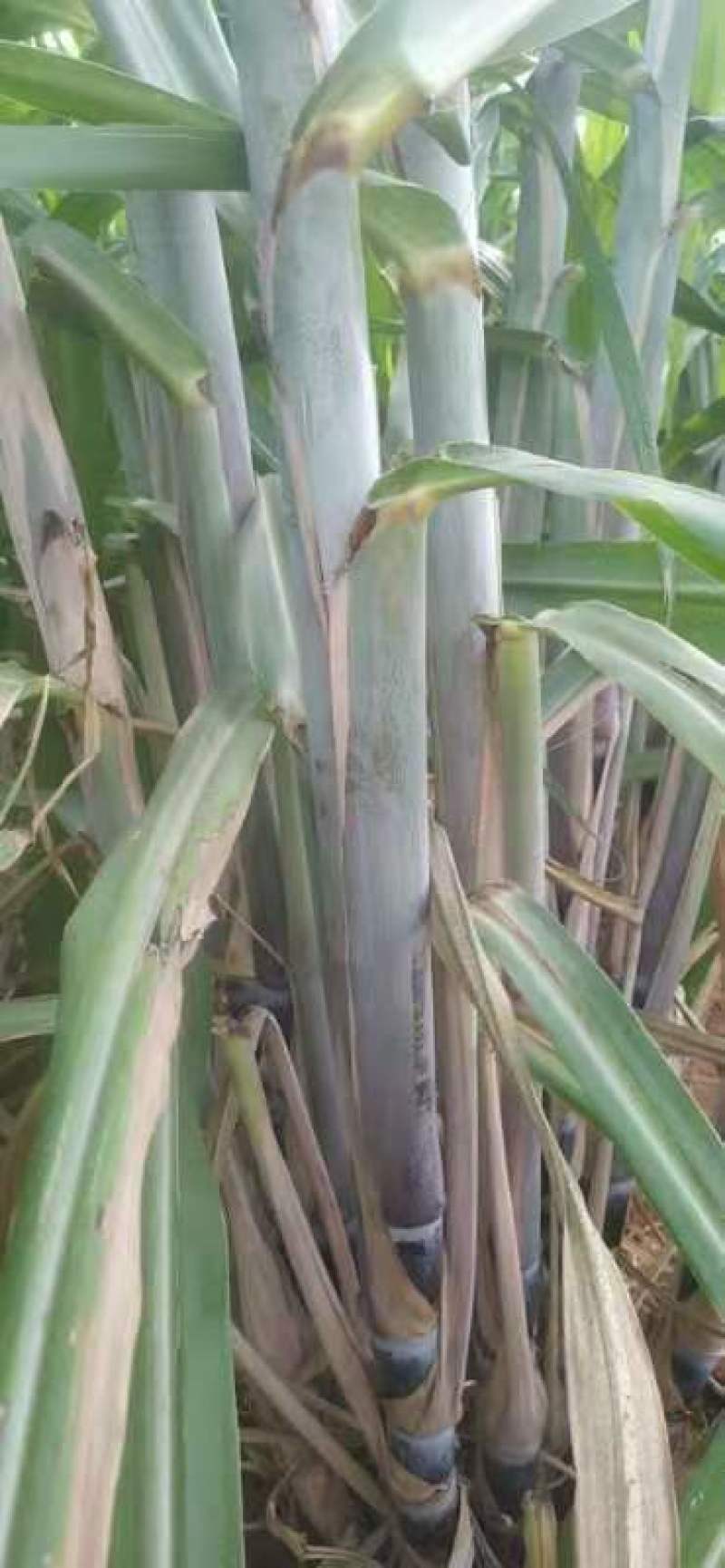【推荐】黑皮甘蔗种苗！第一代脱毒苗可视频看货提供种植技术