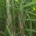 【推荐】黑皮甘蔗种苗！第一代脱毒苗可视频看货提供种植技术