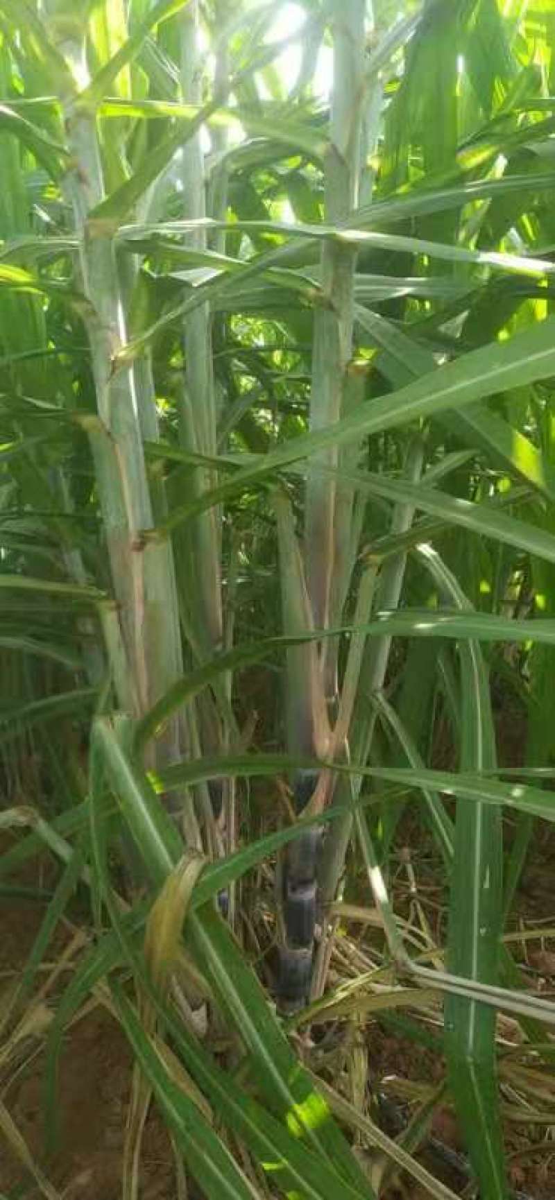 【推荐】黑皮甘蔗种苗！第一代脱毒苗可视频看货提供种植技术