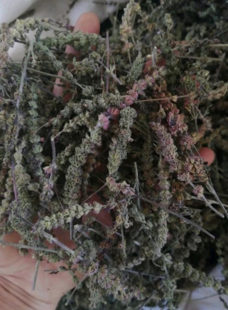 振兴药材批发荆芥穗产地直销常年大货荆芥穗