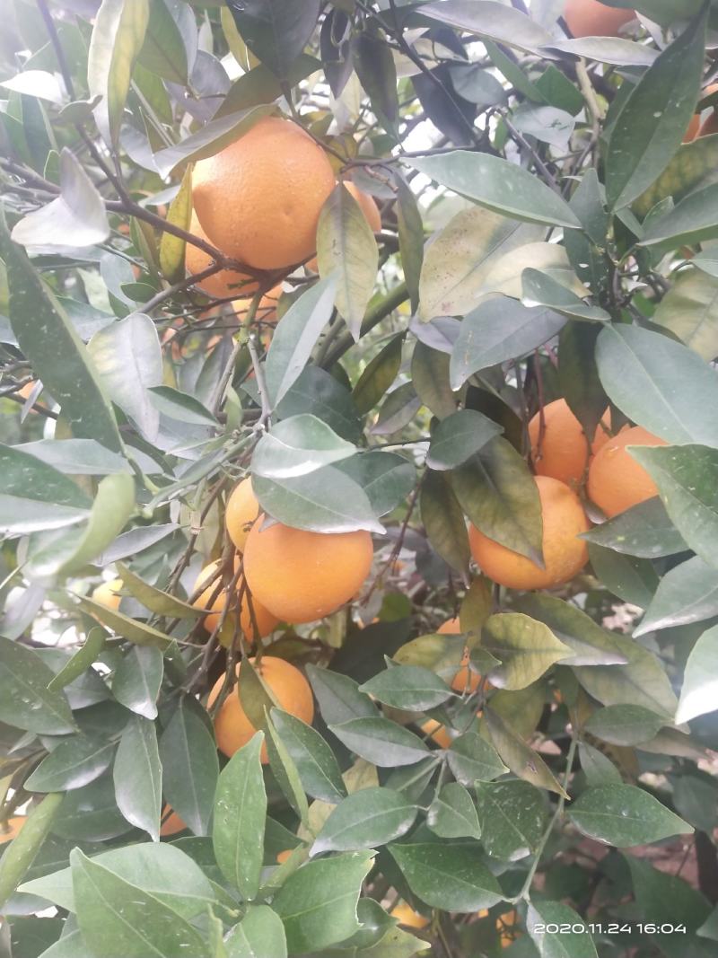 蜜香橙大量上市，纯甜无酸，自然成熟。欢迎老板来产地发财！