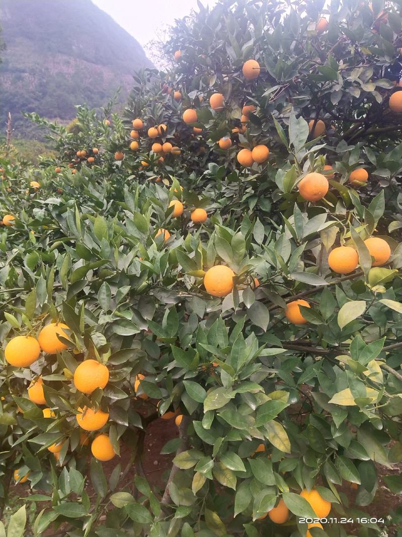 蜜香橙大量上市，纯甜无酸，自然成熟。欢迎老板来产地发财！