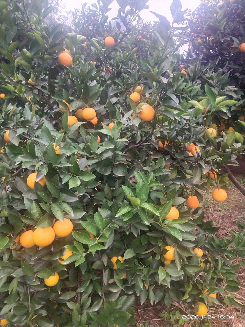 蜜香橙大量上市，纯甜无酸，自然成熟。欢迎老板来产地发财！