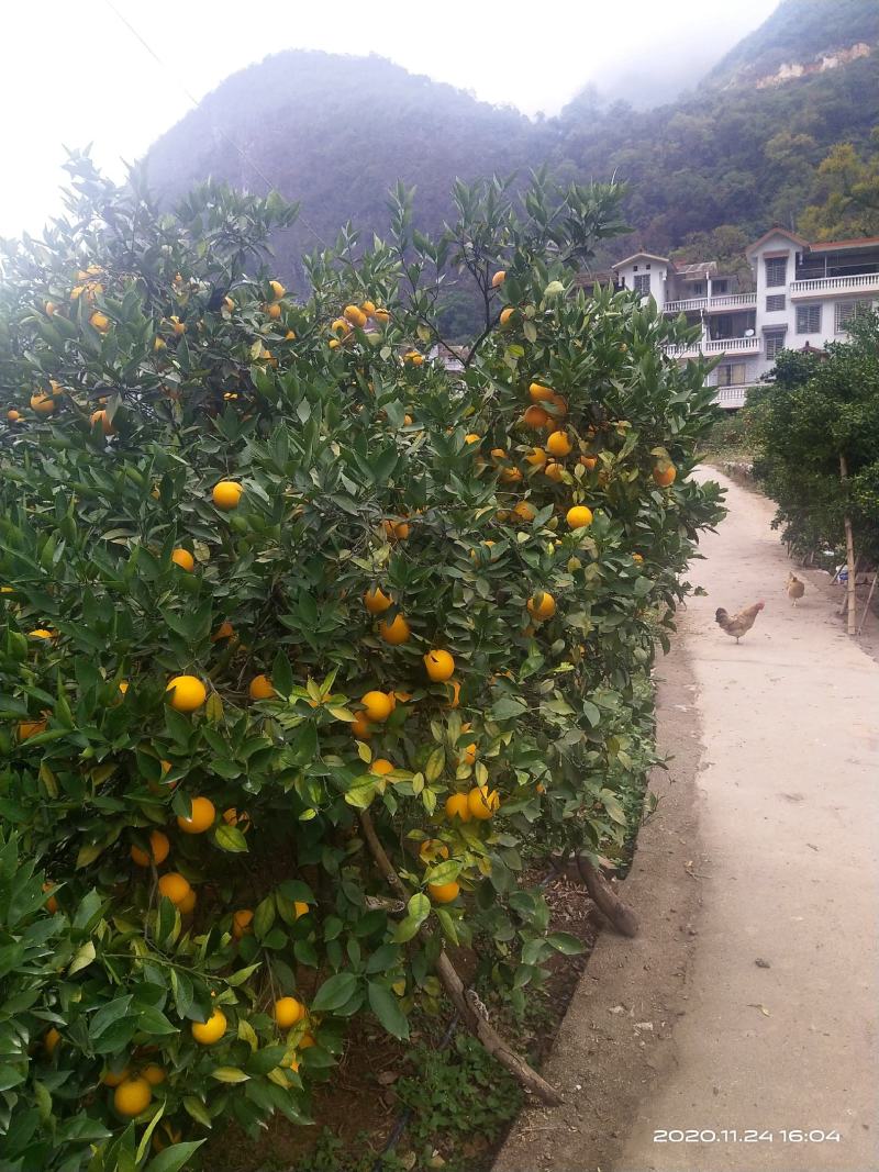 蜜香橙大量上市，纯甜无酸，自然成熟。欢迎老板来产地发财！