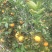 蜜香橙大量上市，纯甜无酸，自然成熟。欢迎老板来产地发财！