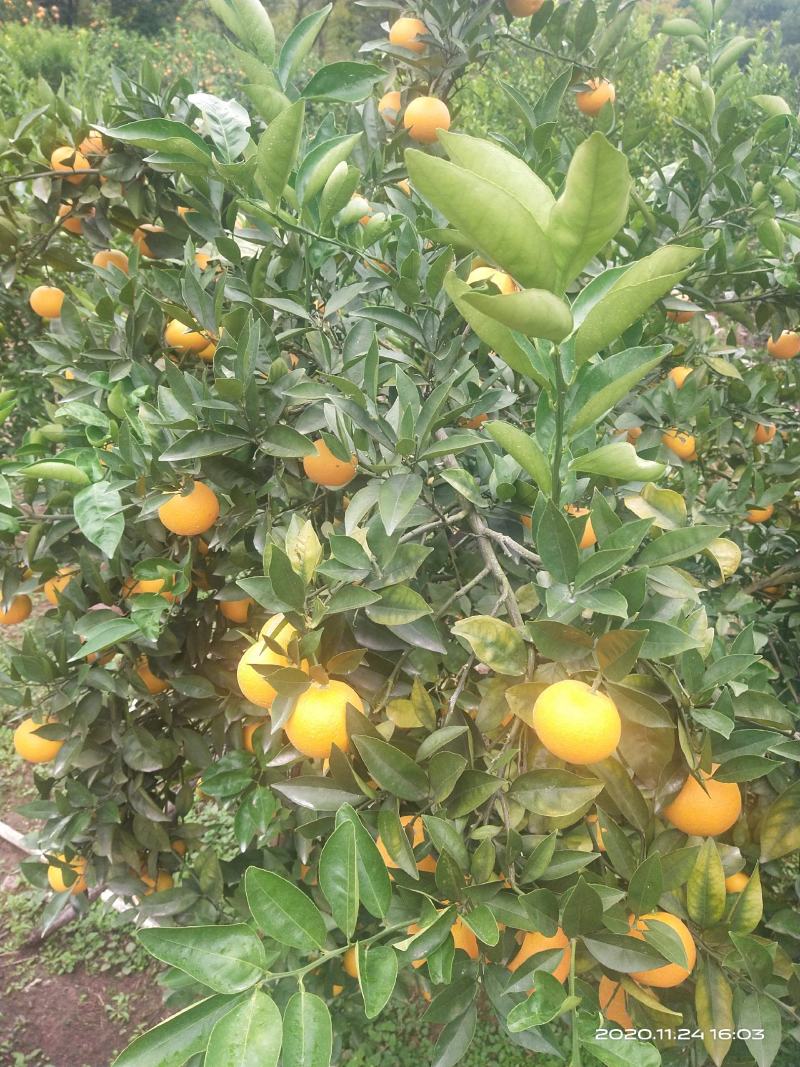 蜜香橙大量上市，纯甜无酸，自然成熟。欢迎老板来产地发财！