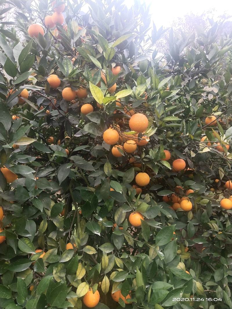 蜜香橙大量上市，纯甜无酸，自然成熟。欢迎老板来产地发财！