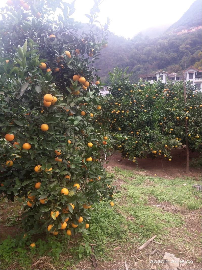 蜜香橙大量上市，纯甜无酸，自然成熟。欢迎老板来产地发财！