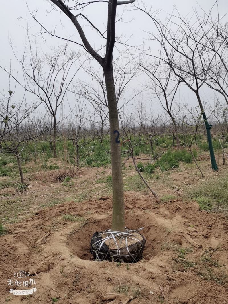 12公分合欢可视频看货验货杆直帽圆