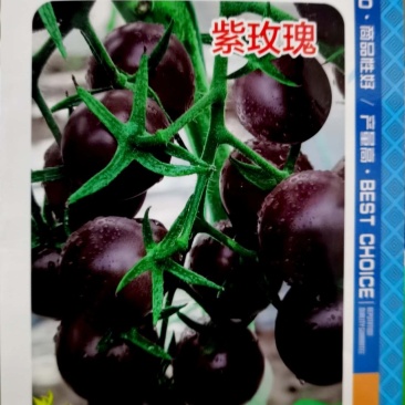 粉领水果黄紫玫瑰小珍珠西红柿种子