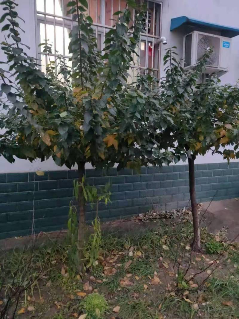 腊梅腊梅七公分商丘货源带花包成活