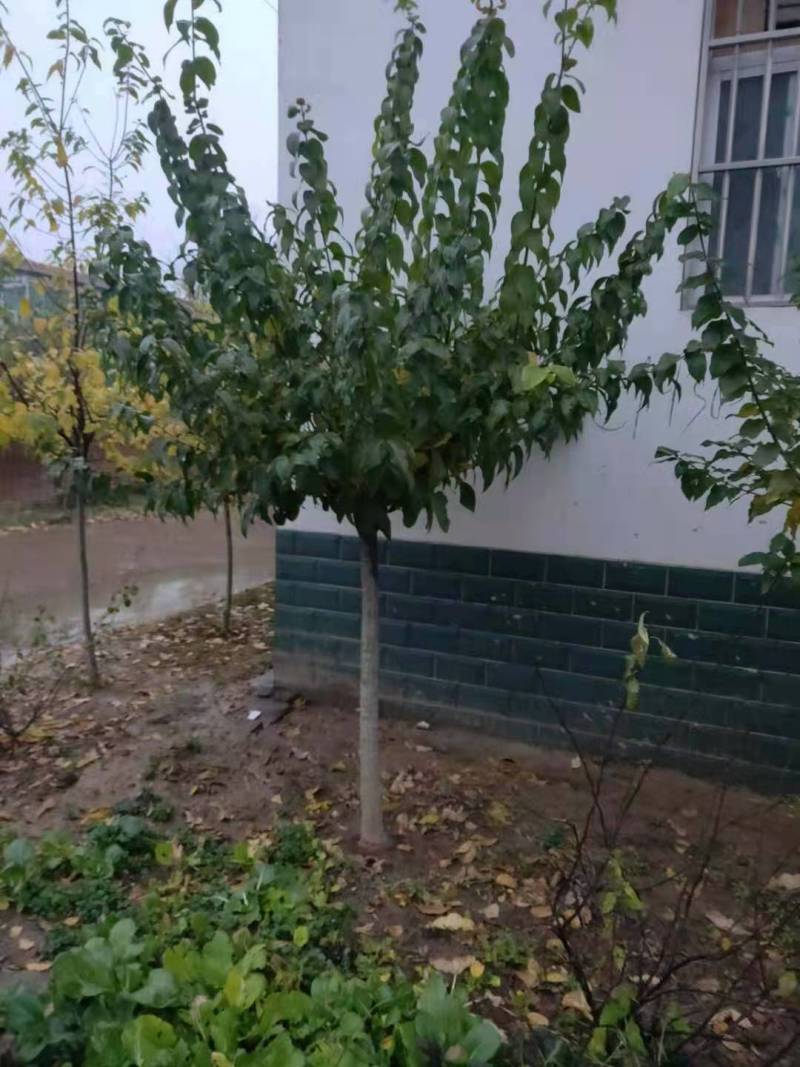 腊梅腊梅七公分商丘货源带花包成活