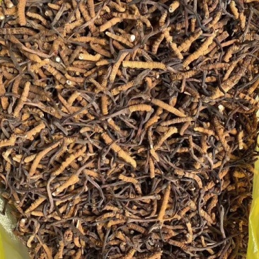 青海果洛雪山优质冬虫夏草精品大断草