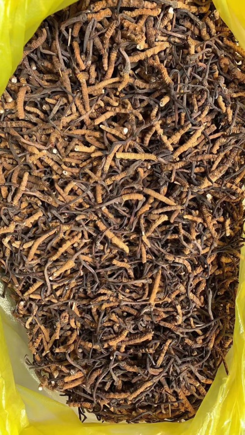 青海果洛雪山优质冬虫夏草精品大断草