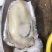 乳山生蚝个个都是小胖子包肥包活欢迎各位