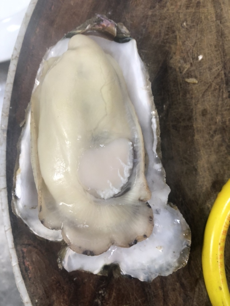 乳山生蚝个个都是小胖子包肥包活欢迎各位